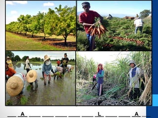 Iba't ibang sektor ng agrikultura