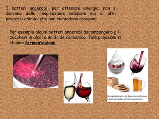 I batteri anaerobi, per ottenere energia, non si
servono della respirazione cellulare ma di altri
processi chimici che non richiedono ossigeno
Per esempio alcuni batteri anaerobi decompongono gli
zuccheri in alcol e anidride carbonica. Tale processo si
chiama fermentazione
 