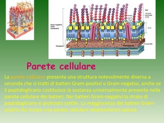 Parete cellulare
La parete cellulare presenta una struttura notevolmente diversa a
seconda che si tratti di batteri Gram-positivi o Gram-negativi, anche se
il peptidoglicano costituisce la sostanza universalmente presente nella
parete cellulare dei batteri. Nei batteri Gram-negativi lo strato di
peptidoglicano è piuttosto sottile. La maggioranza dei batteri Gram-
positivi ha invece una parete cellulare relativamente spessa
 