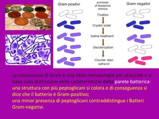 La colorazione di Gram è una delle metodologie più utilizzate e si
basa sulla distinzione delle caratteristiche della parete batterica:
una struttura con più peptoglicani si colora e di conseguenza si
dice che il batterio è Gram-positivo;
una minor presenza di peptoglicani contraddistingue i Batteri
Gram-negativi.
 