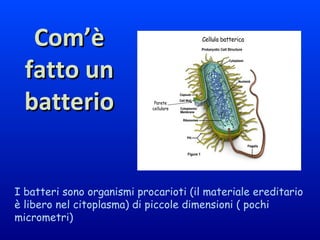 Com’èCom’è
fatto unfatto un
batteriobatterio
I batteri sono organismi procarioti (il materiale ereditario
è libero nel citoplasma) di piccole dimensioni ( pochi
micrometri)
 