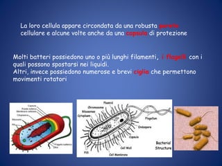 La loro cellula appare circondata da una robusta parete
cellulare e alcune volte anche da una capsula di protezione
Molti batteri possiedono uno o più lunghi filamenti, i flagelli con i
quali possono spostarsi nei liquidi.
Altri, invece possiedono numerose e brevi ciglia che permettono
movimenti rotatori
 