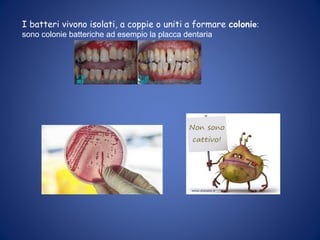 I batteri vivono isolati, a coppie o uniti a formare colonie:
sono colonie batteriche ad esempio la placca dentaria
 
