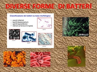 DIVERSE FORME DI BATTERI
 