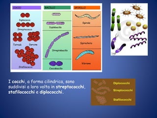I cocchi, a forma cilindrica, sono
suddivisi a loro volta in streptococchi,
stafilococchi e diplococchi.
 