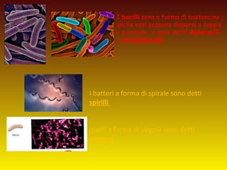 I batteri a forma di spirale sono detti
spirilli
quelli a forma di virgola sono detti
vibrioni.
I bacilli sono a forma di bastoncino ;
anche essi possono disporsi a coppie
o a catene , e sono detti diplobacilli
e Streptobacilli.
 