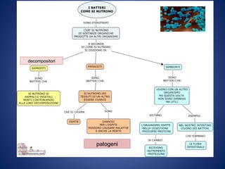 decompositori
patogeni
 