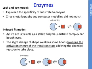 Enzymes
Lock and key model:
• Explained the specificity of substrate to enzyme
• X-ray crystallography and computer modelling did not match
Higher
level
Induced fit model:
• Active site is flexible as a stable enzyme-substrate complex can
be achieved.
• The slight change of shape weakens some bonds lowering the
activation energy of the transition state allowing the chemical
reaction to take place.
 