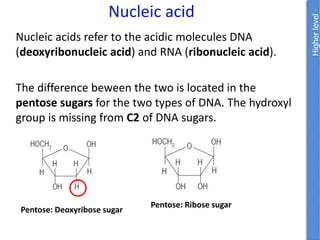 Nucleic acids refer to the acidic molecules DNA
(deoxyribonucleic acid) and RNA (ribonucleic acid).
The difference beween the two is located in the
pentose sugars for the two types of DNA. The hydroxyl
group is missing from C2 of DNA sugars.
Nucleic acid
Pentose: Ribose sugar
Pentose: Deoxyribose sugar
 