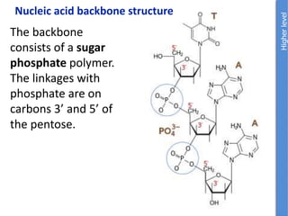 Nucleic acid backbone structure
The backbone
consists of a sugar
phosphate polymer.
The linkages with
phosphate are on
carbons 3’ and 5’ of
the pentose.
 
