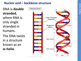 Nucleic acid – backbone structure
DNA is double
stranded,
where RNA is
only single
stranded in
humans.
The DNA twists
in a structure
known as an
α–helix.
 