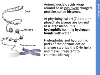 Anionic nucleic acids wrap
around basic positively charged
proteins called histones.
At physiological pH (7.4), outer
phosphate groups are ionized
as a large anion. It is
hydrophilic forming hydrogen
bonds with water.
Hydrophobic and hydrophilic
parts of the polynucleotide
changes stabilize the DNA helix
and make it resistant to
chemical cleavage.
 