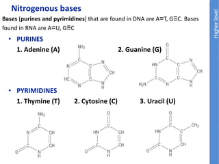 • PURINES
1. Adenine (A) 2. Guanine (G)
• PYRIMIDINES
1. Thymine (T) 2. Cytosine (C) 3. Uracil (U)
Nitrogenous bases
Bases (purines and pyrimidines) that are found in DNA are A=T, G≡C. Bases
found in RNA are A=U, G≡C
 