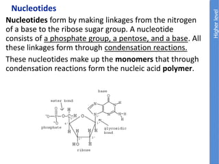 Nucleotides
Nucleotides form by making linkages from the nitrogen
of a base to the ribose sugar group. A nucleotide
consists of a phosphate group, a pentose, and a base. All
these linkages form through condensation reactions.
These nucleotides make up the monomers that through
condensation reactions form the nucleic acid polymer.
 