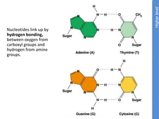Nucleotides link up by
hydrogen bonding,
between oxygen from
carboxyl groups and
hydrogen from amine
groups.
 