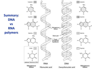 Summary:
DNA
vs
RNA
polymers
 