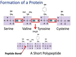 Serine Valine Tyrosine Cysteine
3 H2O
A Short Polypeptide
Peptide Bond
Formation of a Protein
 