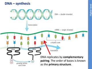DNA – synthesis
DNA replicates by complementary
pairing. The order of bases is known
as the primary structure.
 