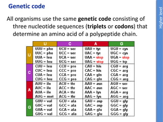 Genetic code
All organisms use the same genetic code consisting of
three nucleotide sequences (triplets or codons) that
determine an amino acid of a polypeptide chain.
 