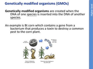 Genetically modified organisms are created when the
DNA of one species is inserted into the DNA of another
species.
An example is Bt corn which contains a gene from a
bacterium that produces a toxin to destroy a common
pest to the corn plant.
Genetically modified organisms (GMOs)
 