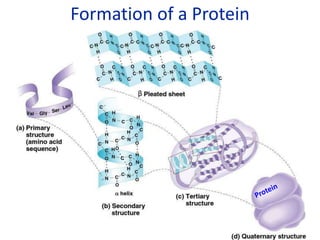 Formation of a Protein
β
 