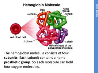 The hemoglobin molecule consists of four
subunits. Each subunit contains a heme
prosthetic group. So each molecule can hold
four oxygen molecules.
Higher
level
 