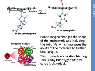 Bound oxygen changes the shape
of the entire molecule including
the subunits, which increases the
ability of the molecule to further
bind oxygen.
This is called cooperative binding.
This is why the oxygen affinity
curve is sigmoidal.
Higher
level
 