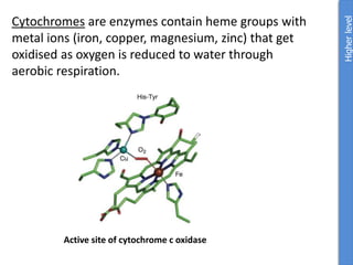 Cytochromes are enzymes contain heme groups with
metal ions (iron, copper, magnesium, zinc) that get
oxidised as oxygen is reduced to water through
aerobic respiration.
Higher
level
Active site of cytochrome c oxidase
 