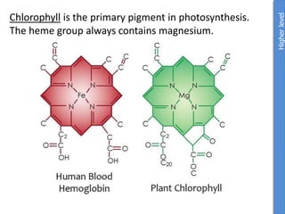 Chlorophyll is the primary pigment in photosynthesis.
The heme group always contains magnesium.
Higher
level
 