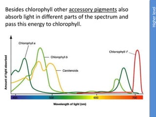 Besides chlorophyll other accessory pigments also
absorb light in different parts of the spectrum and
pass this energy to chlorophyll.
Higher
level
 