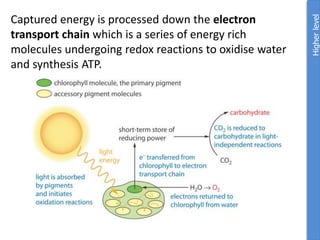 Captured energy is processed down the electron
transport chain which is a series of energy rich
molecules undergoing redox reactions to oxidise water
and synthesis ATP.
Higher
level
 