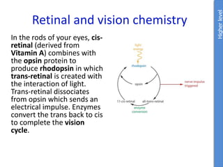 Retinal and vision chemistry
In the rods of your eyes, cis-
retinal (derived from
Vitamin A) combines with
the opsin protein to
produce rhodopsin in which
trans-retinal is created with
the interaction of light.
Trans-retinal dissociates
from opsin which sends an
electrical impulse. Enzymes
convert the trans back to cis
to complete the vision
cycle.
Higher
level
 