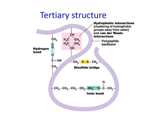 Tertiary structure
 