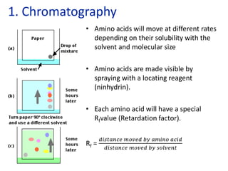 • Amino acids will move at different rates
depending on their solubility with the
solvent and molecular size
• Amino acids are made visible by
spraying with a locating reagent
(ninhydrin).
• Each amino acid will have a special
Rfvalue (Retardation factor).
Rf =
𝑑𝑖𝑠𝑡𝑎𝑛𝑐𝑒 𝑚𝑜𝑣𝑒𝑑 𝑏𝑦 𝑎𝑚𝑖𝑛𝑜 𝑎𝑐𝑖𝑑
𝑑𝑖𝑠𝑡𝑎𝑛𝑐𝑒 𝑚𝑜𝑣𝑒𝑑 𝑏𝑦 𝑠𝑜𝑙𝑣𝑒𝑛𝑡
1. Chromatography
 