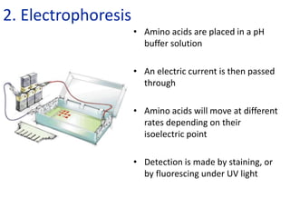 2. Electrophoresis
• Amino acids are placed in a pH
buffer solution
• An electric current is then passed
through
• Amino acids will move at different
rates depending on their
isoelectric point
• Detection is made by staining, or
by fluorescing under UV light
 