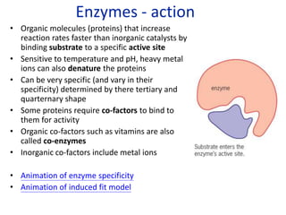 Enzymes - action
• Organic molecules (proteins) that increase
reaction rates faster than inorganic catalysts by
binding substrate to a specific active site
• Sensitive to temperature and pH, heavy metal
ions can also denature the proteins
• Can be very specific (and vary in their
specificity) determined by there tertiary and
quarternary shape
• Some proteins require co-factors to bind to
them for activity
• Organic co-factors such as vitamins are also
called co-enzymes
• Inorganic co-factors include metal ions
• Animation of enzyme specificity
• Animation of induced fit model
 
