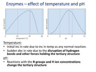 Enzymes – effect of temperature and pH
Temperature:
• Initial inc in rate due to inc in temp as any normal reaction.
• Sudden dec in rate due to the disruption of hydrogen
bonds and other forces holding the tertiary structure
pH:
• Reactions with the R-groups and H ion concentrations
change the tertiary structure
 