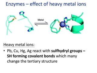 Enzymes – effect of heavy metal ions
Heavy metal ions:
• Pb, Cu, Hg, Ag react with sulfhydryl groups –
SH forming covalent bonds which many
change the tertiary structure
 
