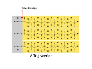 A Triglyceride
Ester Linkage
 