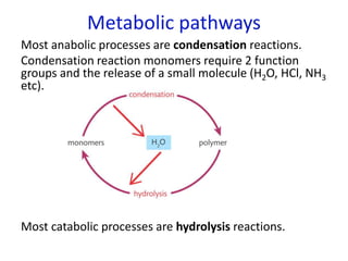 Metabolic pathways
Most anabolic processes are condensation reactions.
Condensation reaction monomers require 2 function
groups and the release of a small molecule (H2O, HCl, NH3
etc).
Most catabolic processes are hydrolysis reactions.
 