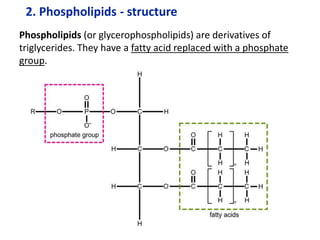 2. Phospholipids - structure
Phospholipids (or glycerophospholipids) are derivatives of
triglycerides. They have a fatty acid replaced with a phosphate
group.
 