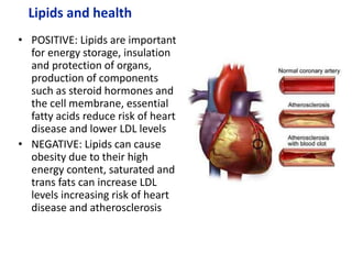 • POSITIVE: Lipids are important
for energy storage, insulation
and protection of organs,
production of components
such as steroid hormones and
the cell membrane, essential
fatty acids reduce risk of heart
disease and lower LDL levels
• NEGATIVE: Lipids can cause
obesity due to their high
energy content, saturated and
trans fats can increase LDL
levels increasing risk of heart
disease and atherosclerosis
Lipids and health
 