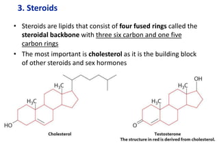 3. Steroids
• Steroids are lipids that consist of four fused rings called the
steroidal backbone with three six carbon and one five
carbon rings
• The most important is cholesterol as it is the building block
of other steroids and sex hormones
 