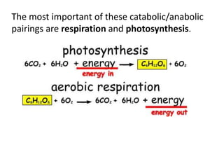 The most important of these catabolic/anabolic
pairings are respiration and photosynthesis.
 