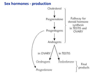 Sex hormones - production
 