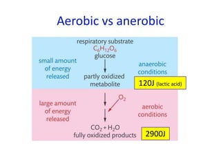 Aerobic vs anerobic
2900J
120J (lactic acid)
 
