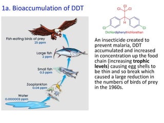 1a. Bioaccumulation of DDT
An insecticide created to
prevent malaria, DDT
accumulated and increased
in concentration up the food
chain (increasing trophic
levels) causing egg shells to
be thin and so break which
caused a large reduction in
the numbers of birds of prey
in the 1960s.
 