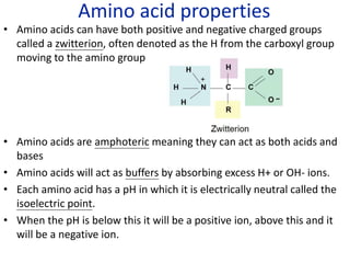 Amino acid properties
• Amino acids can have both positive and negative charged groups
called a zwitterion, often denoted as the H from the carboxyl group
moving to the amino group
• Amino acids are amphoteric meaning they can act as both acids and
bases
• Amino acids will act as buffers by absorbing excess H+ or OH- ions.
• Each amino acid has a pH in which it is electrically neutral called the
isoelectric point.
• When the pH is below this it will be a positive ion, above this and it
will be a negative ion.
 