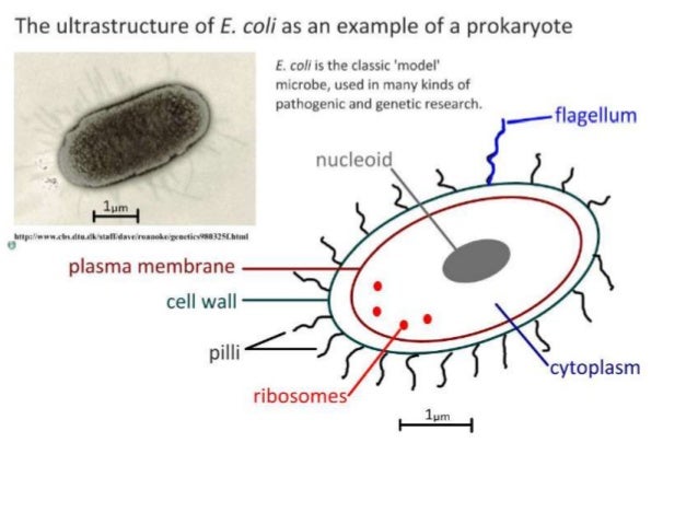 Ib Biology 1 2 Slides Ultrastructure Of Cells Ib Biology 1 2 Slides Ultrastructure Of Cells