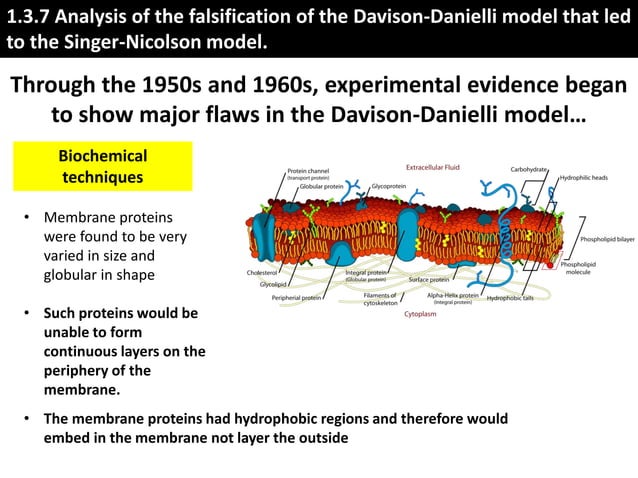 IB Biology 1.3 Slides: Membrane Structure | PPTX | Chemistry | Science